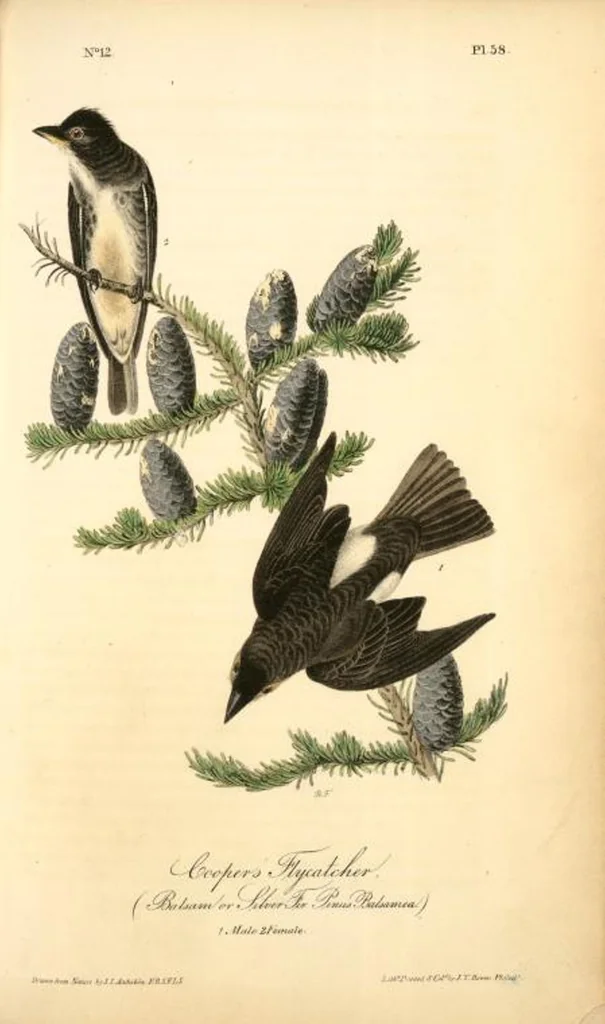 An illustration from The birds of America, from drawings made in the United States and their territories. By John James Audubon, 1840, leaf 58