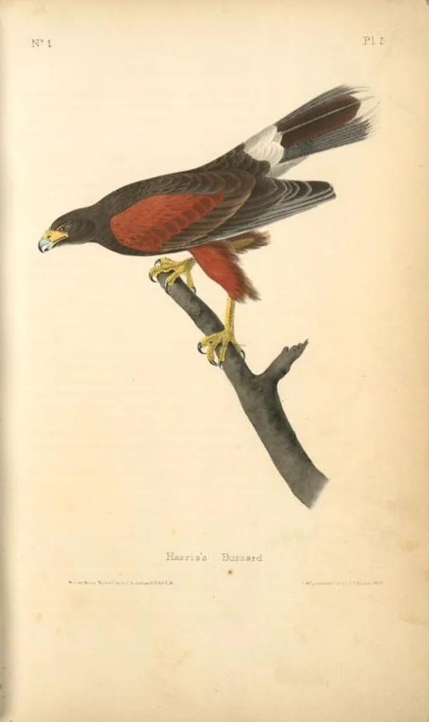 An illustration from The birds of America, from drawings made in the United States and their territories. By John James Audubon, 1840, leaf 6