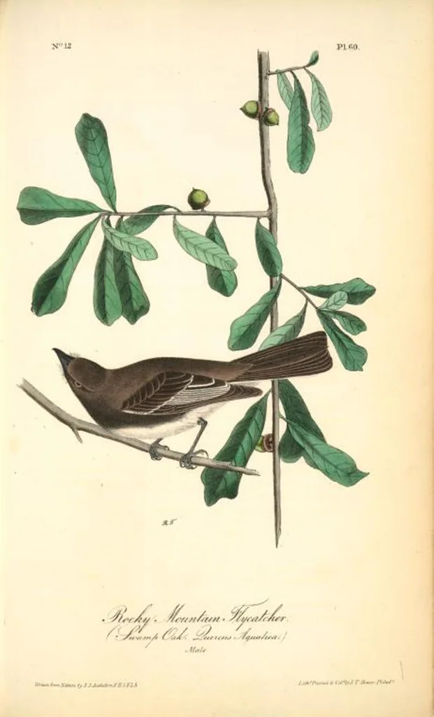 An illustration from The birds of America, from drawings made in the United States and their territories. By John James Audubon, 1840, leaf 60