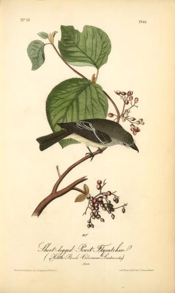 An illustration from The birds of America, from drawings made in the United States and their territories. By John James Audubon, 1840, leaf 61