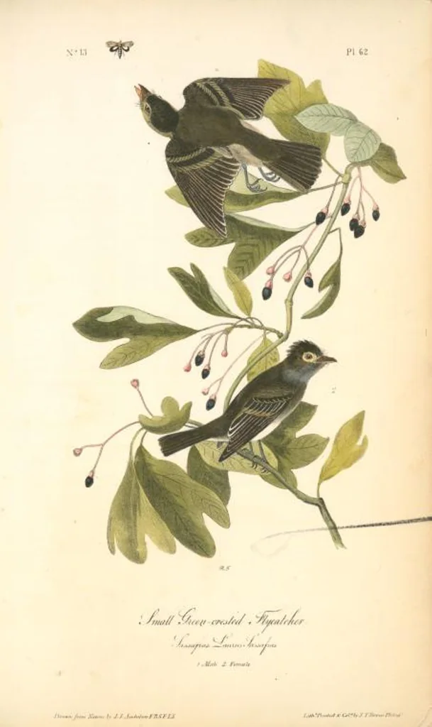 An illustration from The birds of America, from drawings made in the United States and their territories. By John James Audubon, 1840, leaf 62