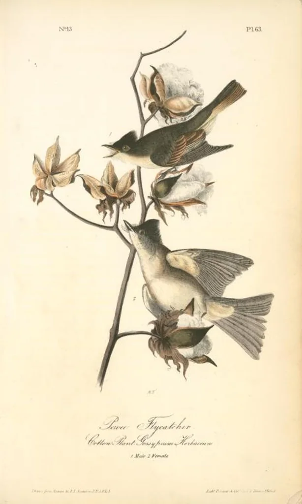An illustration from The birds of America, from drawings made in the United States and their territories. By John James Audubon, 1840, leaf 63