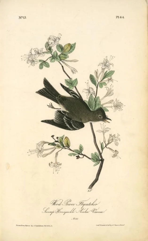 An illustration from The birds of America, from drawings made in the United States and their territories. By John James Audubon, 1840, leaf 64