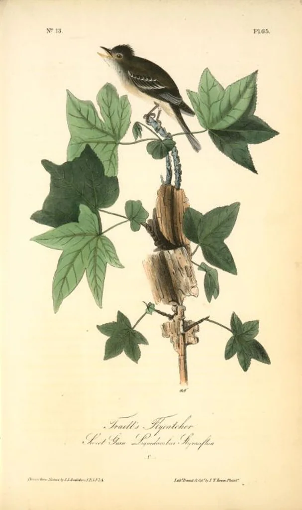 An illustration from The birds of America, from drawings made in the United States and their territories. By John James Audubon, 1840, leaf 65