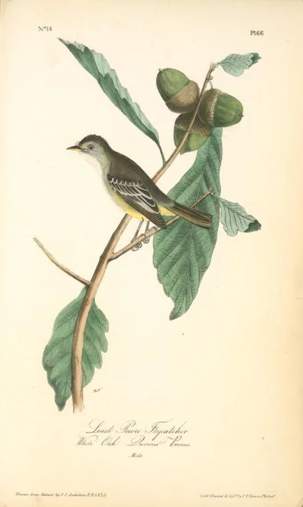An illustration from The birds of America, from drawings made in the United States and their territories. By John James Audubon, 1840, leaf 66