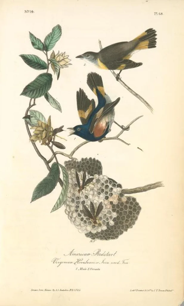 An illustration from The birds of America, from drawings made in the United States and their territories. By John James Audubon, 1840, leaf 68