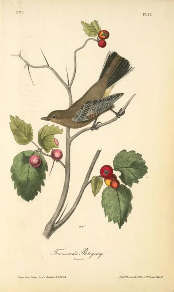 An illustration from The birds of America, from drawings made in the United States and their territories. By John James Audubon, 1840, leaf 69