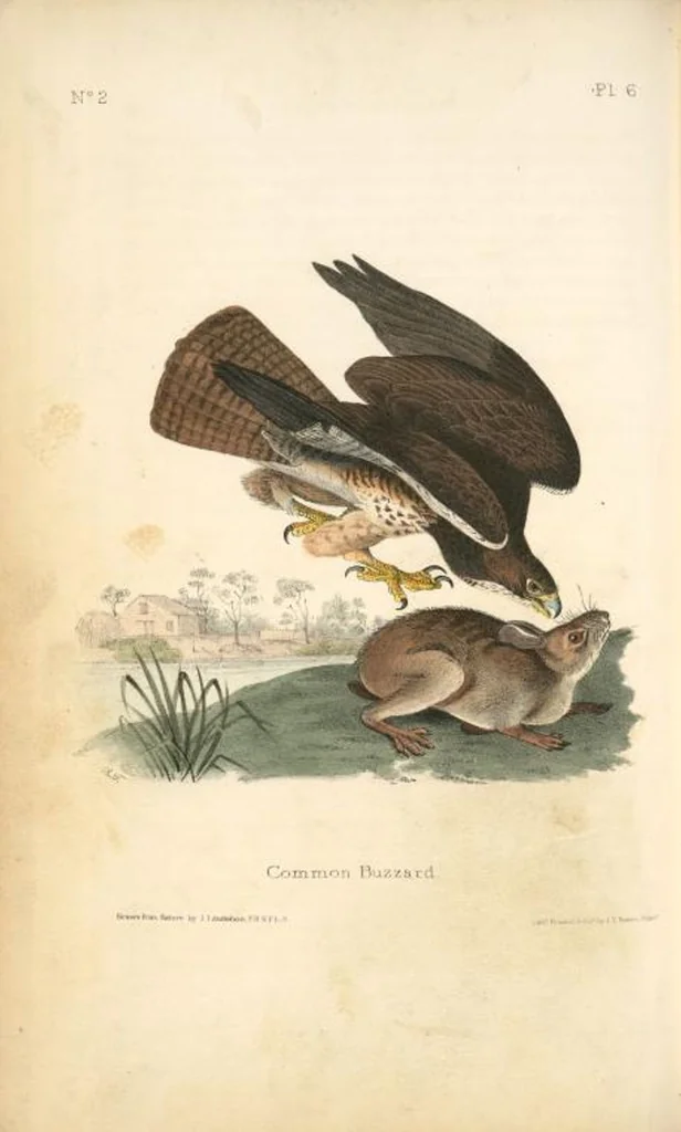 An illustration from The birds of America, from drawings made in the United States and their territories. By John James Audubon, 1840, leaf 7