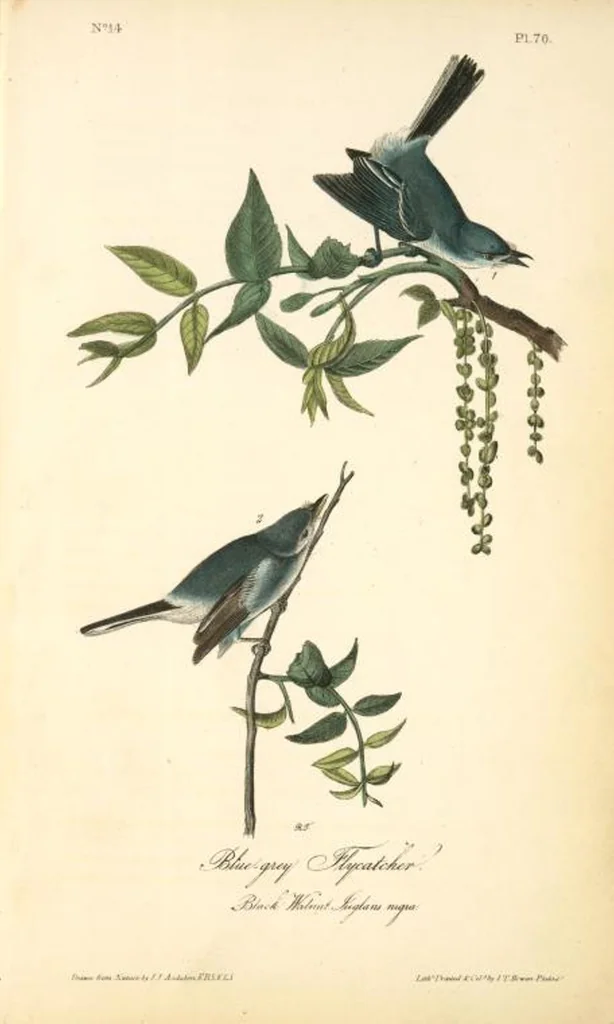 An illustration from The birds of America, from drawings made in the United States and their territories. By John James Audubon, 1840, leaf 70