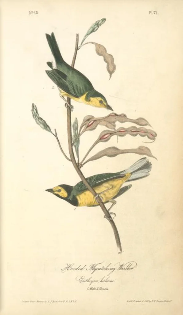 An illustration from The birds of America, from drawings made in the United States and their territories. By John James Audubon, 1840, leaf 72