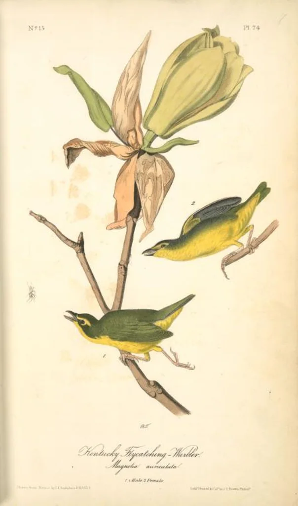 An illustration from The birds of America, from drawings made in the United States and their territories. By John James Audubon, 1840, leaf 75
