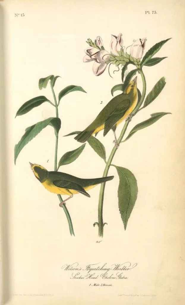 An illustration from The birds of America, from drawings made in the United States and their territories. By John James Audubon, 1840, leaf 76
