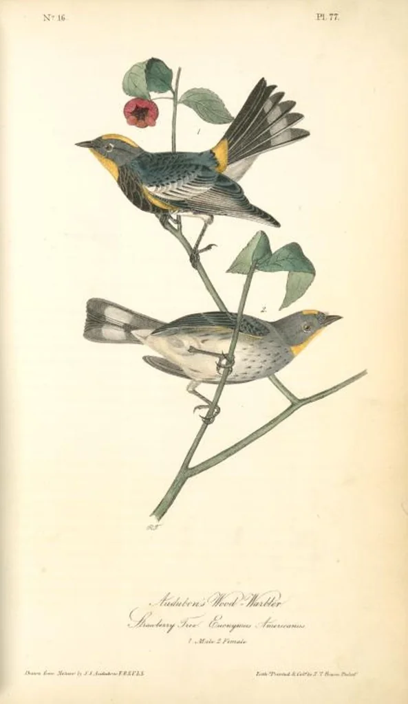 An illustration from The birds of America, from drawings made in the United States and their territories. By John James Audubon, 1840, leaf 78