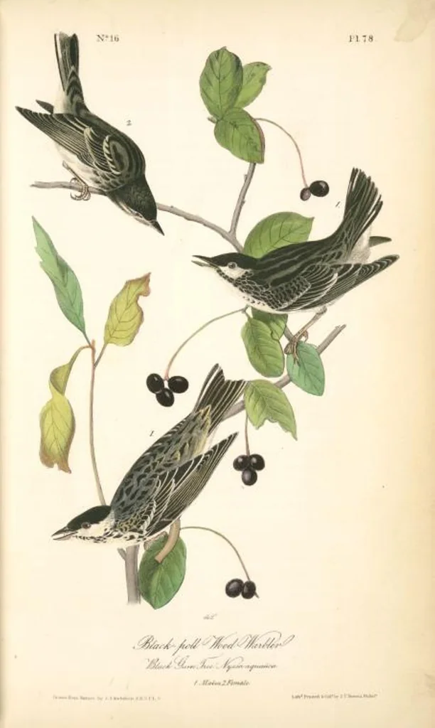 An illustration from The birds of America, from drawings made in the United States and their territories. By John James Audubon, 1840, leaf 79