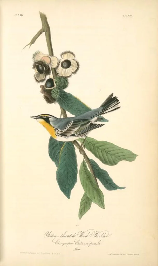An illustration from The birds of America, from drawings made in the United States and their territories. By John James Audubon, 1840, leaf 80