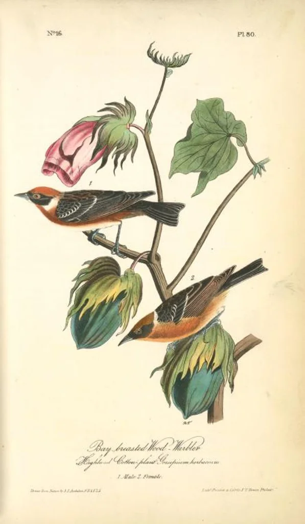 An illustration from The birds of America, from drawings made in the United States and their territories. By John James Audubon, 1840, leaf 81