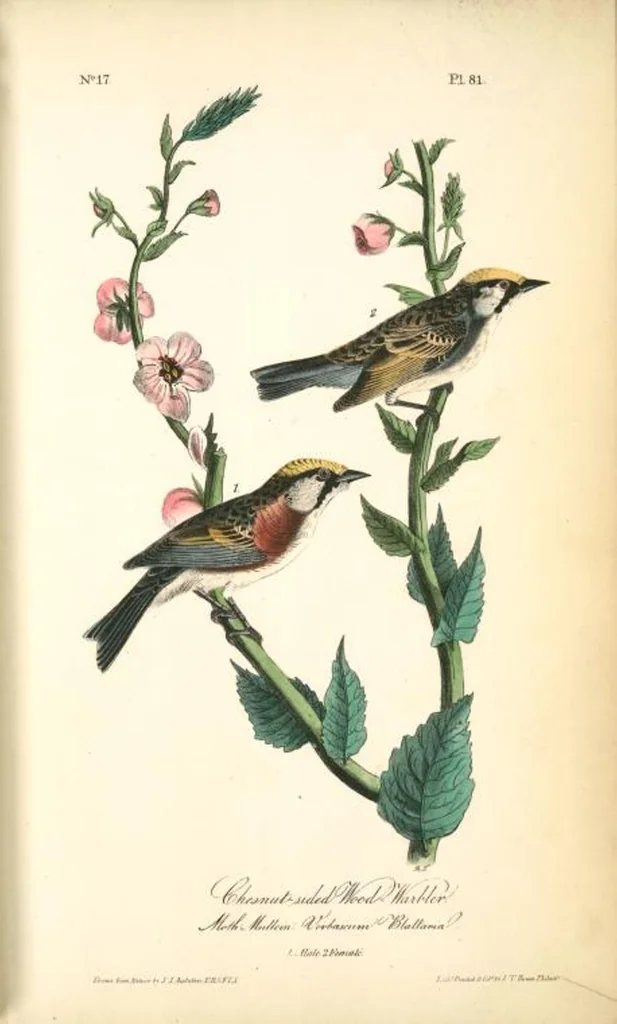An illustration from The birds of America, from drawings made in the United States and their territories. By John James Audubon, 1840, leaf 82
