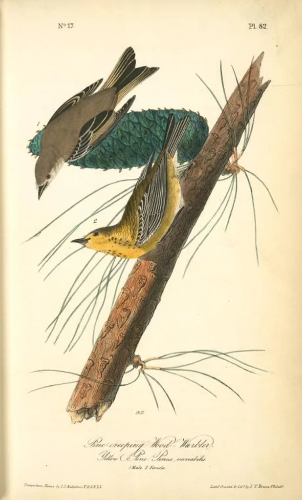An illustration from The birds of America, from drawings made in the United States and their territories. By John James Audubon, 1840, leaf 83