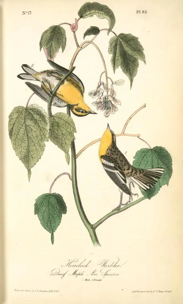 An illustration from The birds of America, from drawings made in the United States and their territories. By John James Audubon, 1840, leaf 84