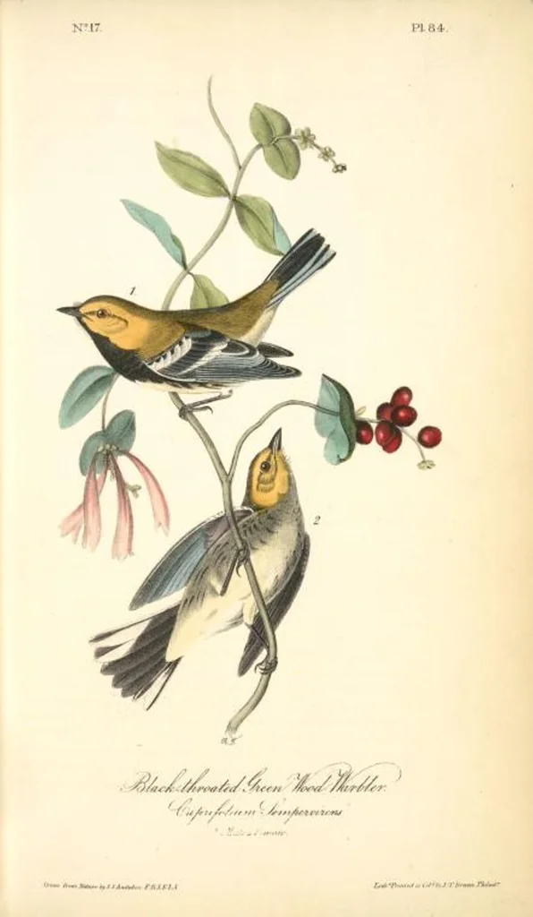 An illustration from The birds of America, from drawings made in the United States and their territories. By John James Audubon, 1840, leaf 85