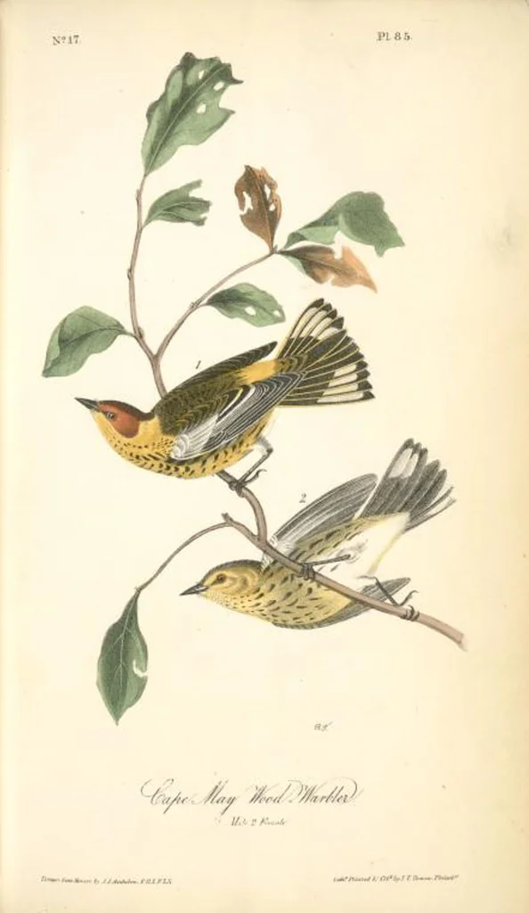An illustration from The birds of America, from drawings made in the United States and their territories. By John James Audubon, 1840, leaf 86