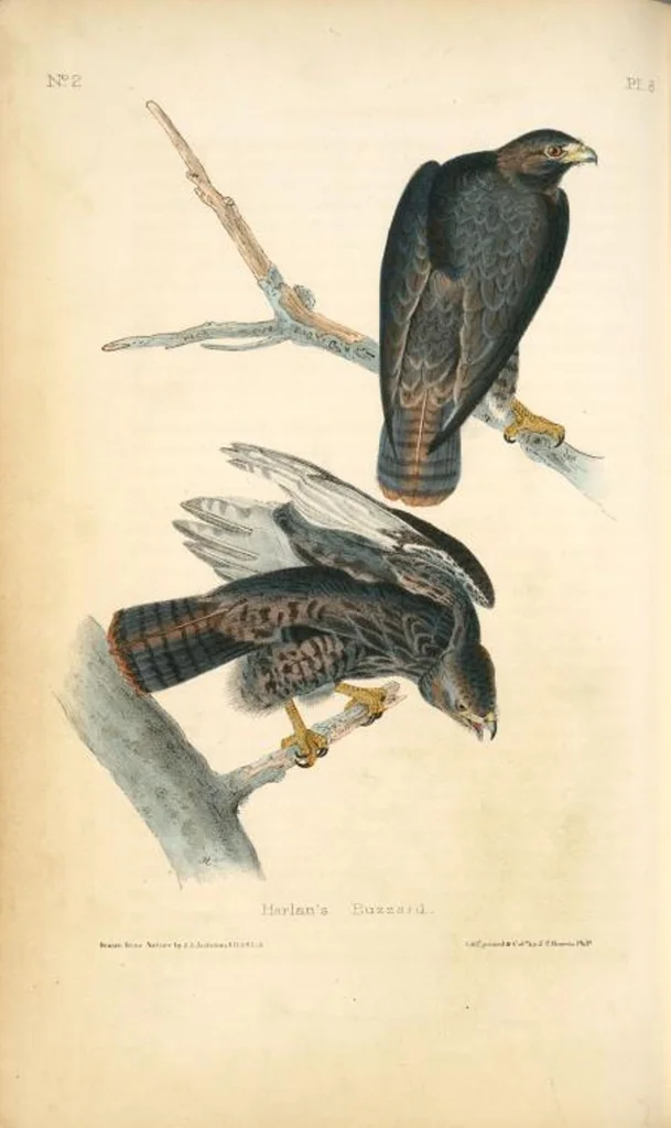 An illustration from The birds of America, from drawings made in the United States and their territories. By John James Audubon, 1840, leaf 9