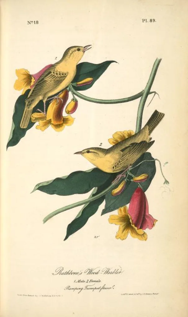 An illustration from The birds of America, from drawings made in the United States and their territories. By John James Audubon, 1840, leaf 90