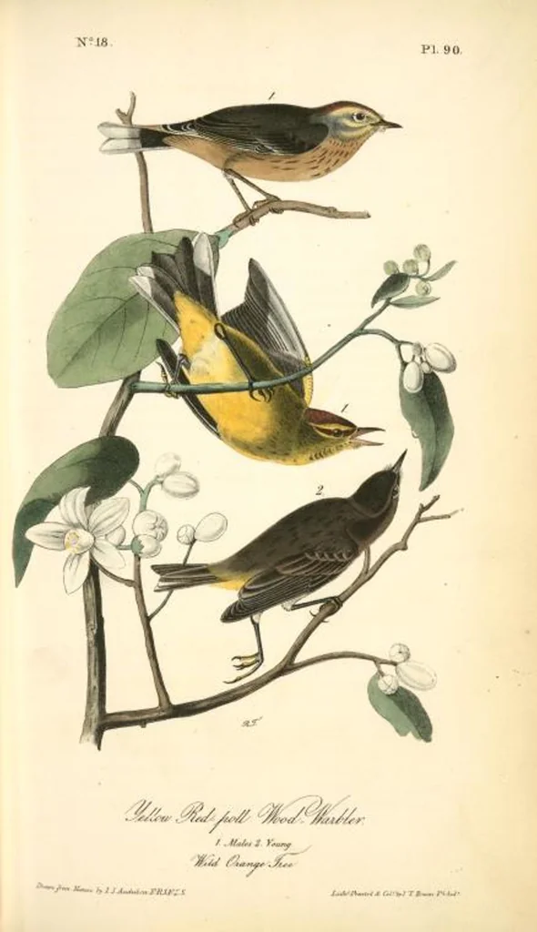 An illustration from The birds of America, from drawings made in the United States and their territories. By John James Audubon, 1840, leaf 91
