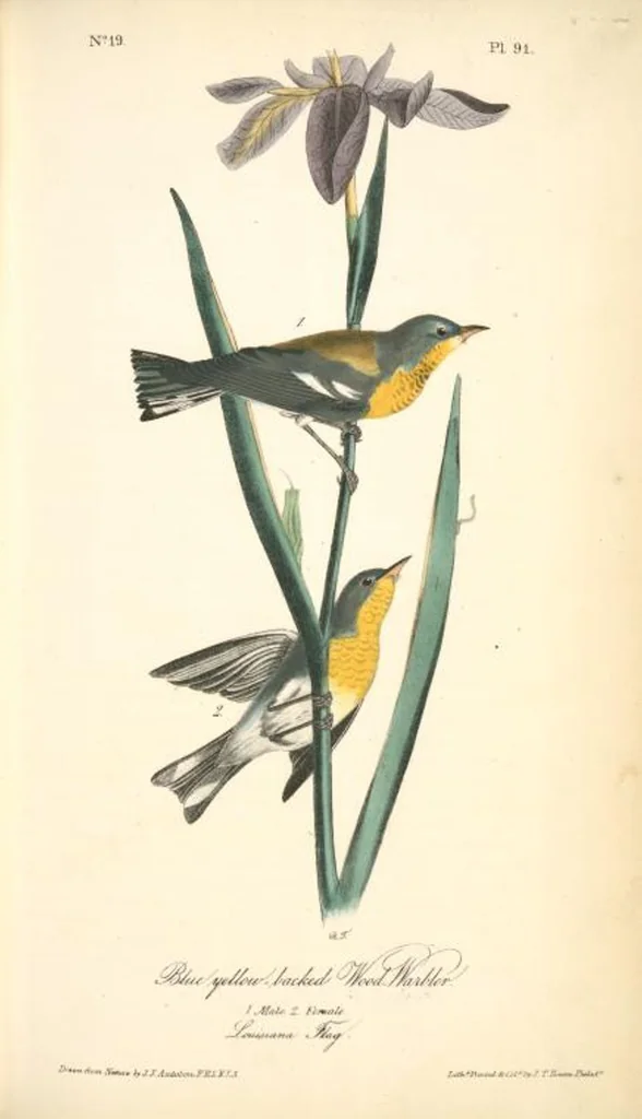 An illustration from The birds of America, from drawings made in the United States and their territories. By John James Audubon, 1840, leaf 92
