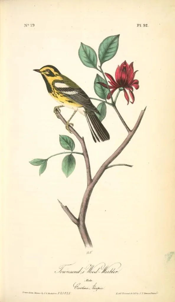 An illustration from The birds of America, from drawings made in the United States and their territories. By John James Audubon, 1840, leaf 93