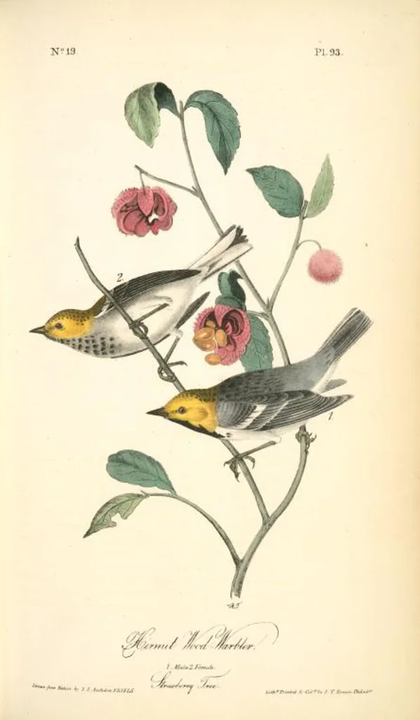 An illustration from The birds of America, from drawings made in the United States and their territories. By John James Audubon, 1840, leaf 94