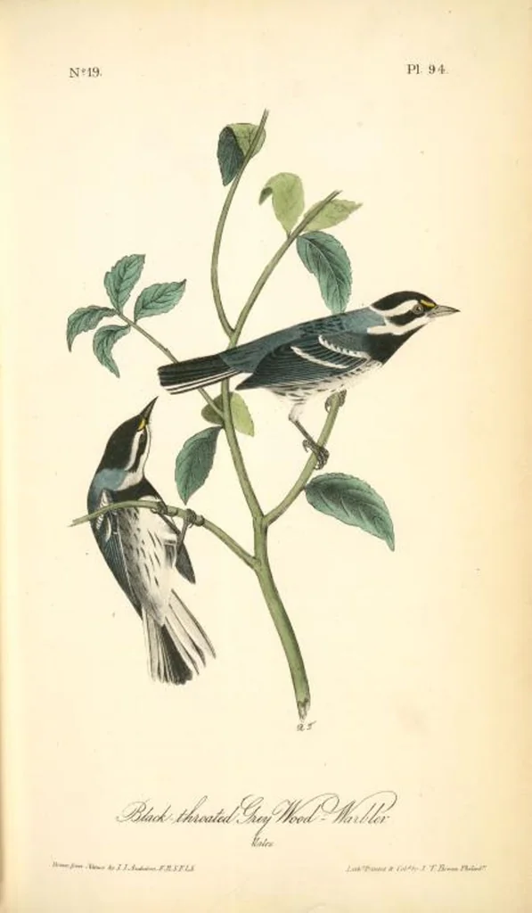 An illustration from The birds of America, from drawings made in the United States and their territories. By John James Audubon, 1840, leaf 95