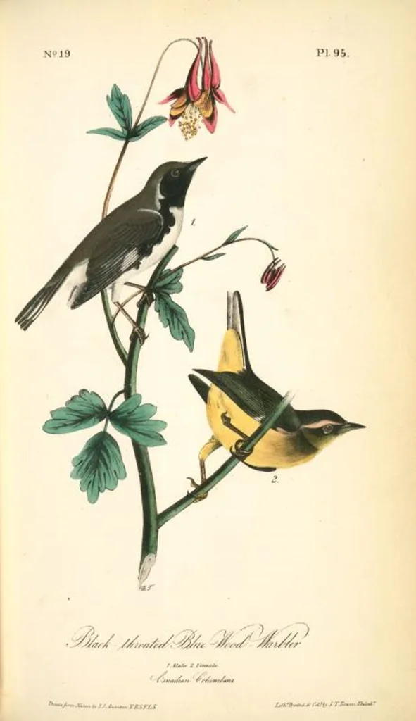 An illustration from The birds of America, from drawings made in the United States and their territories. By John James Audubon, 1840, leaf 96