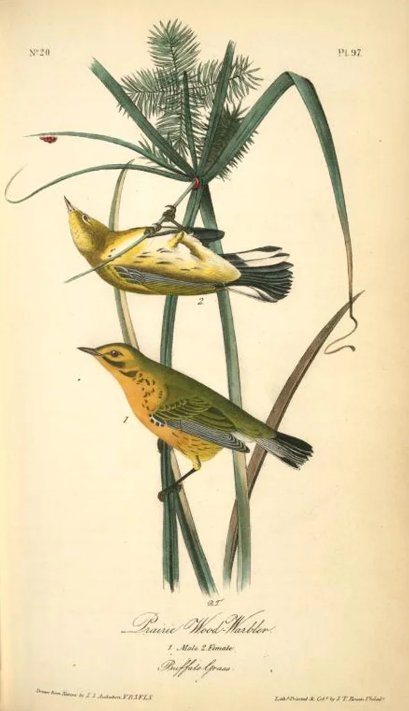An illustration from The birds of America, from drawings made in the United States and their territories. By John James Audubon, 1840, leaf 98