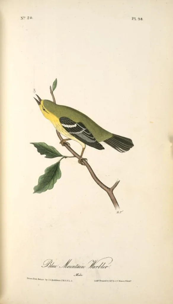 An illustration from The birds of America, from drawings made in the United States and their territories. By John James Audubon, 1840, leaf 99