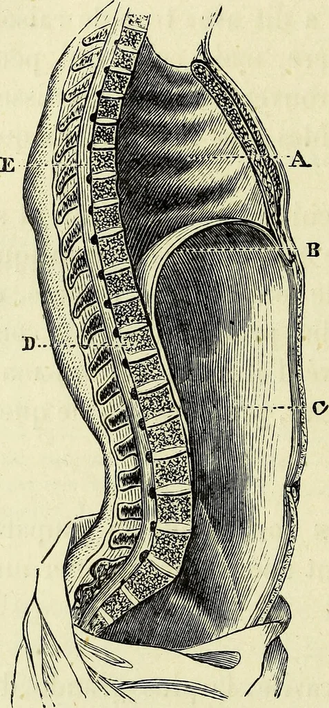 An illustration from Le corps humain / par A. Le Pileur., 1873, leaf 106