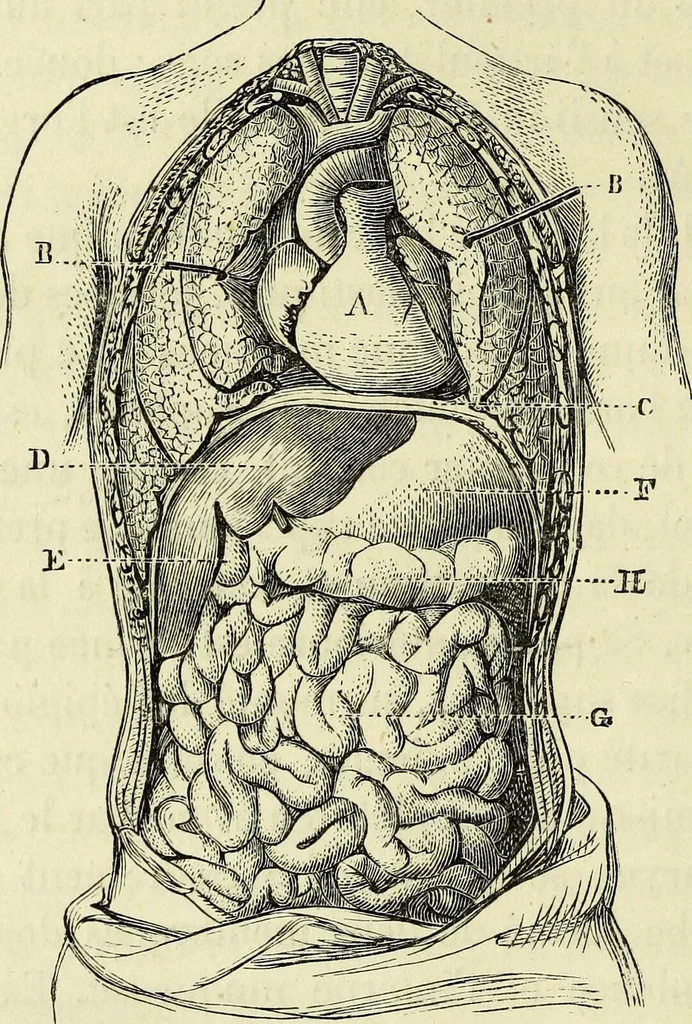 An illustration from Le corps humain / par A. Le Pileur., 1873, leaf 114