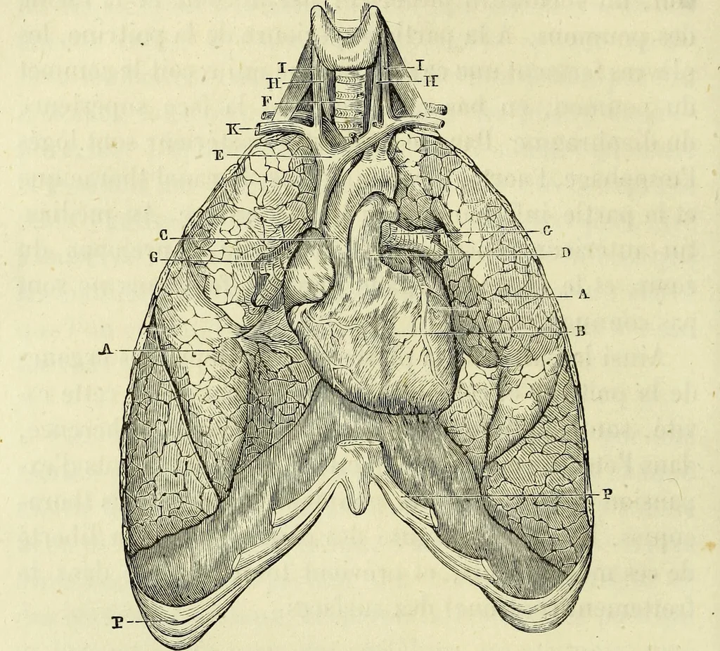 An illustration from Le corps humain / par A. Le Pileur., 1873, leaf 128
