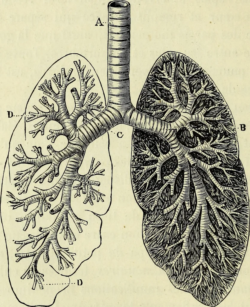 An illustration from Le corps humain / par A. Le Pileur., 1873, leaf 130