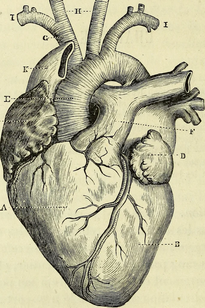 An illustration from Le corps humain / par A. Le Pileur., 1873, leaf 144