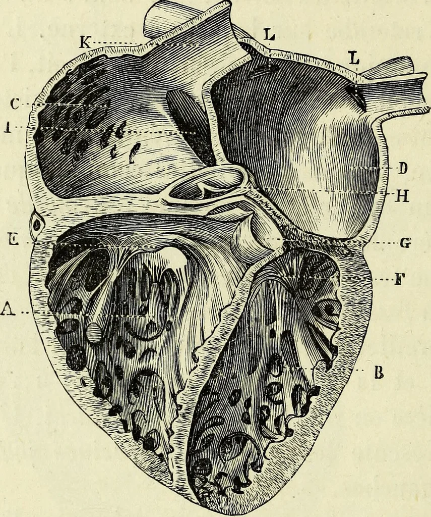 An illustration from Le corps humain / par A. Le Pileur., 1873, leaf 146