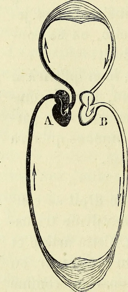 An illustration from Le corps humain / par A. Le Pileur., 1873, leaf 162