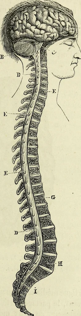 An illustration from Le corps humain / par A. Le Pileur., 1873, leaf 169
