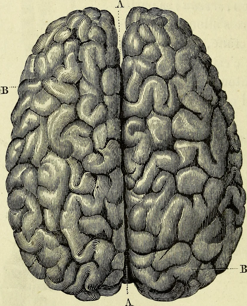 An illustration from Le corps humain / par A. Le Pileur., 1873, leaf 170