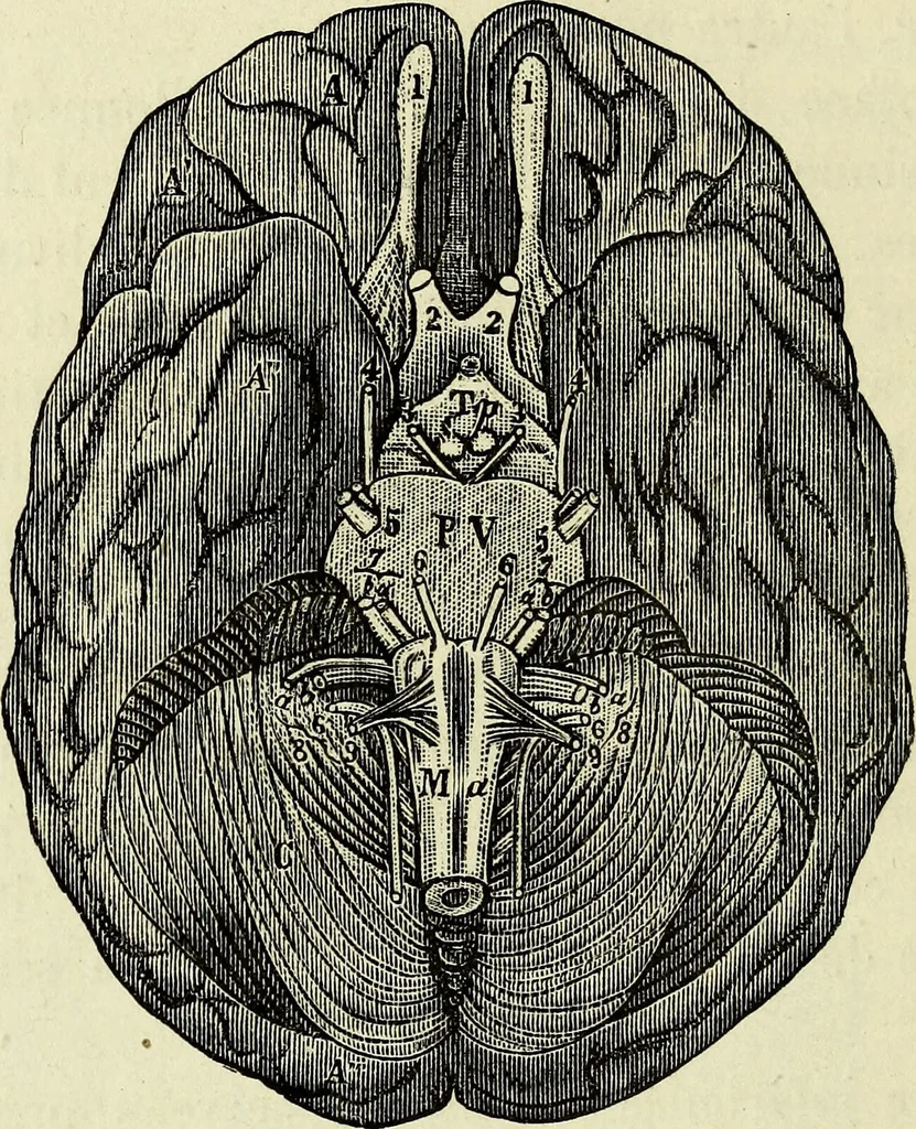 An illustration from Le corps humain / par A. Le Pileur., 1873, leaf 172