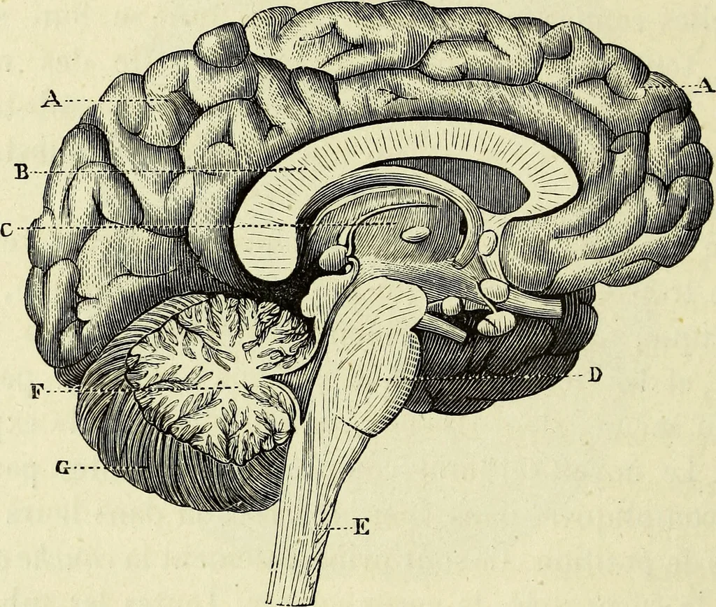 An illustration from Le corps humain / par A. Le Pileur., 1873, leaf 174