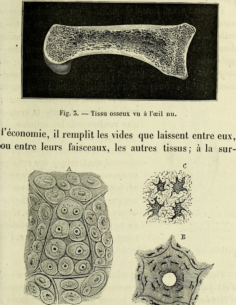 An illustration from Le corps humain / par A. Le Pileur., 1873, leaf 21