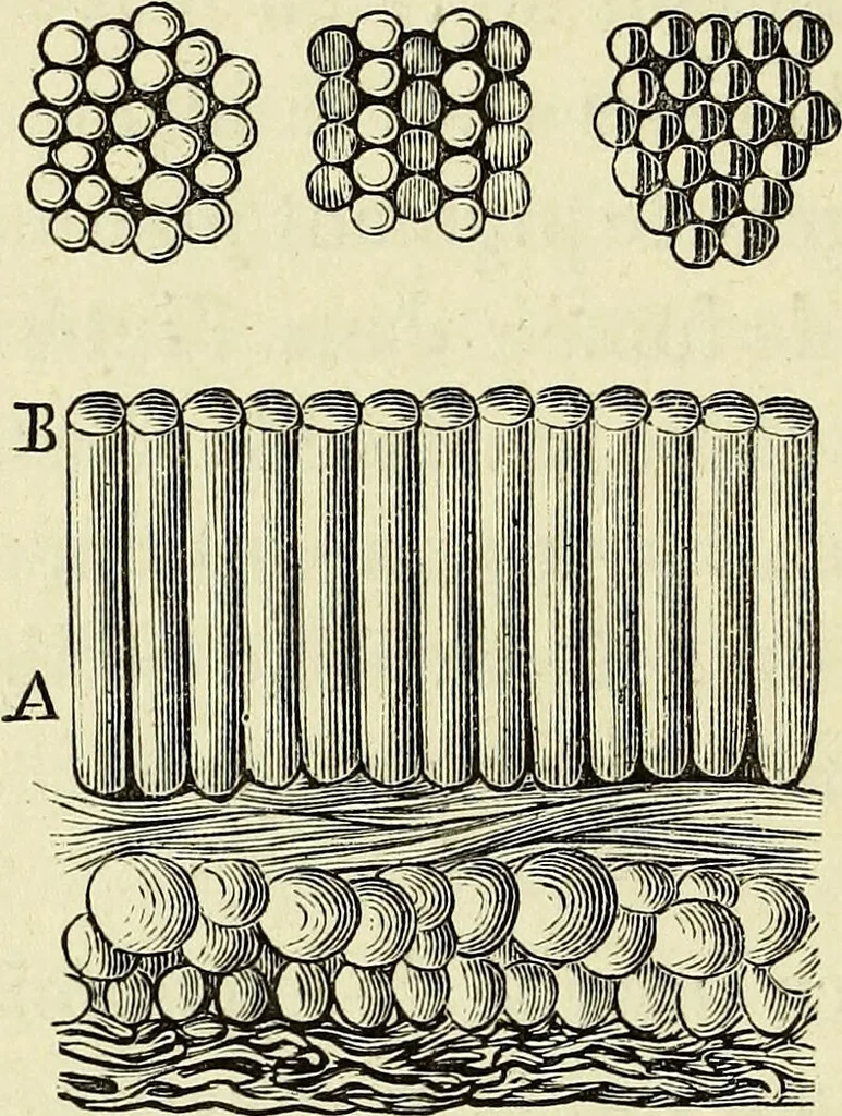 An illustration from Le corps humain / par A. Le Pileur., 1873, leaf 214