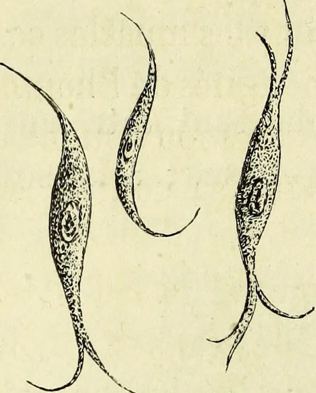 An illustration from Le corps humain / par A. Le Pileur., 1873, leaf 22