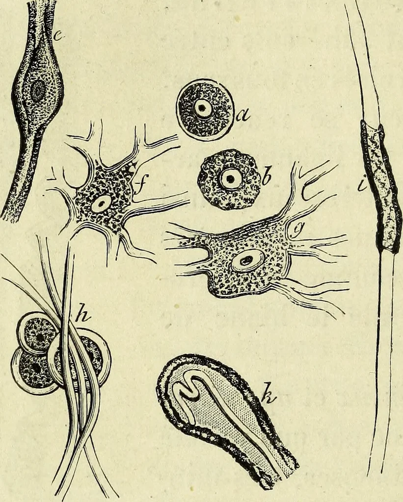 An illustration from Le corps humain / par A. Le Pileur., 1873, leaf 24
